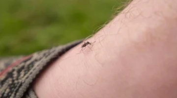 مركز معلومات المناخ يوضح أسباب انتشار البعوض والذباب في القاهرة والجيزة